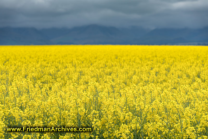 landscape,nature,yellow,rape seed,postcard,scenic,beautiful,